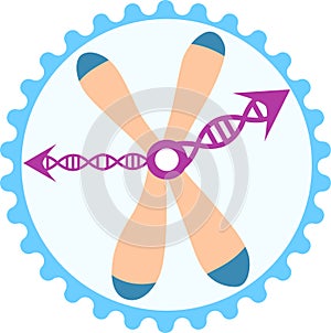 Biological clock within somatic cell