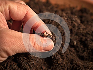 biological control of black vine weevil larvae