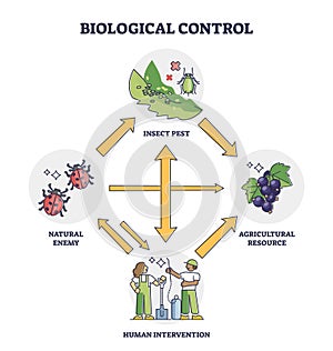 Biological control with insect pest and human intervention outline diagram