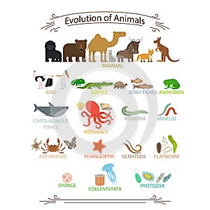 Biological evolution animals