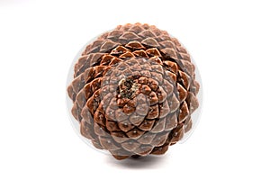 biological example of fibonacci spirals