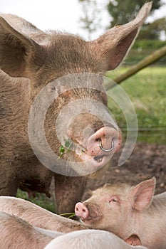 Biological Farm Pig