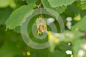 Biological hazelnuts