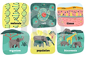 Biological Hierarchy Animals Composition