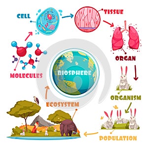 Biological Hierarchy Cartoon Set