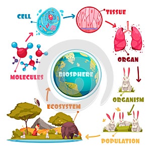 Biological Hierarchy Cartoon Set photo