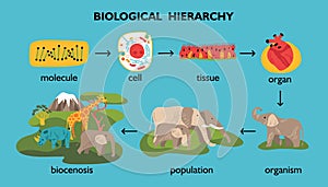 Biological Hierarchy Color Flowchart