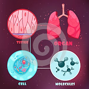 Biological Hierarchy Illustration