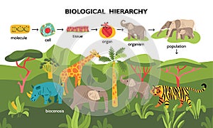 Biological Hierarchy Landscape Composition