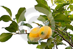 Biological lemon on white