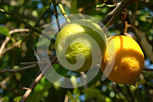 Biological lemons
