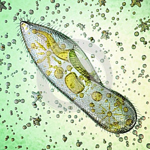 Biological micro organism paramecium caudatum photo