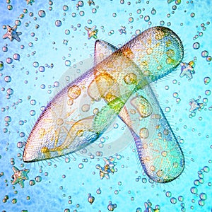 Biological micro organism paramecium caudatum