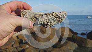 Biological oceanographer hand hold dead coral polyp at seashore