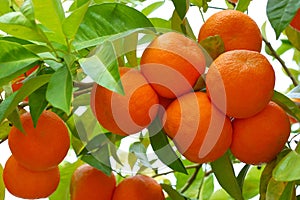 Biological oranges