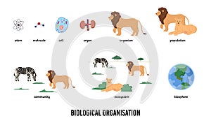 Biological organization and hierarchy infographic vector illustration isolated.