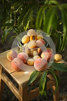 Biological peaches and apricot in the garden.