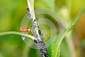 Biological Pest Control