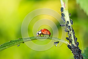 Biological Pest Control