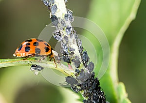 Biological Pest Control