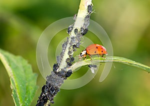 Biological Pest Control