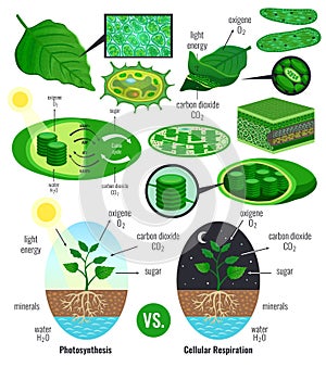 Biological Photosynthesis Infographic Elements