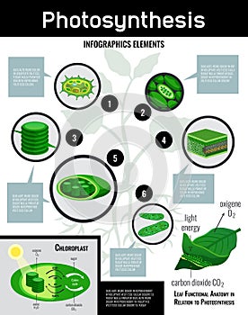 Biological Photosynthesis Infographic Poster