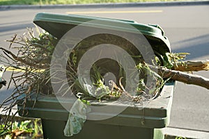 Biological residue and garbage consisting of branches and weed photo