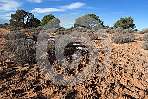 Biological Soil Crust