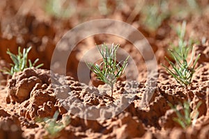 Biological Soil Crust