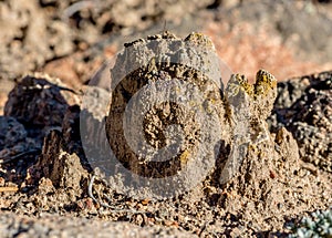 Biological Soil Crust