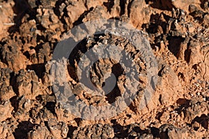 Biological Soil Crust Close-up