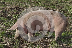 Biological sow eat the fresh grass and dig root about