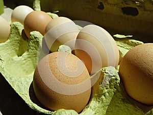 Biologically eggs in egg box
