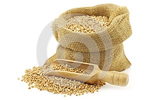 Biologically grown organic buckwheat in a burlap bag with a wooden scoop