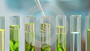 Biologist adds oily liquid to plants in test tubes, environment pollution impact