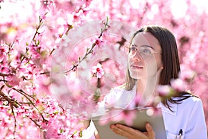 Biologist checking flowers of peach trees field