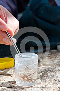 Biologist collecting larvas