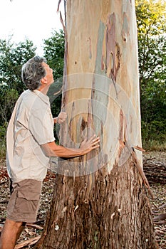 Biologist examine the bark of a Eucalyptus tree