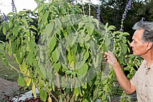 Biologist examine the leaves of a Boldo plant/tree