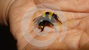 Biologist, exotic vet helping a bumblebee. bee drinking a sugar solution photo