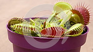 Biologist feeds venus flytrap with tweezers