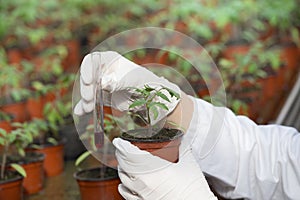 Biologist holding pot with sprout and chemicals in tube