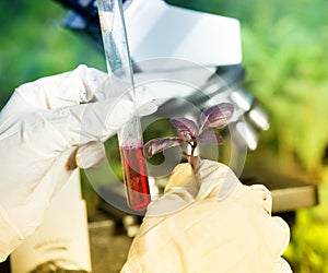 Biologist holding red basil sprout and test tube