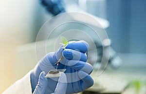 Biologist holding seedling above glass for microscope test