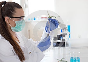 Biologist holding seedling above test tube