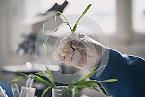 Biologist holding sprout in front of microscope