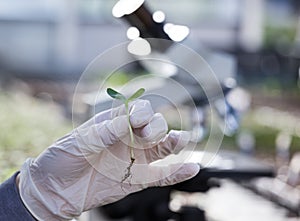 Biologist holding sprout in front of microscope