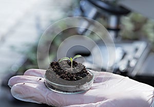 Biologist holding sprout with soil in petri dish in laboratory