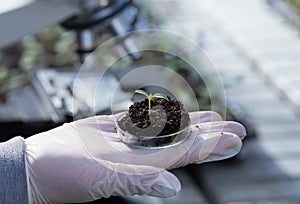 Biologist holding sprout with soil in petri dish in laboratory